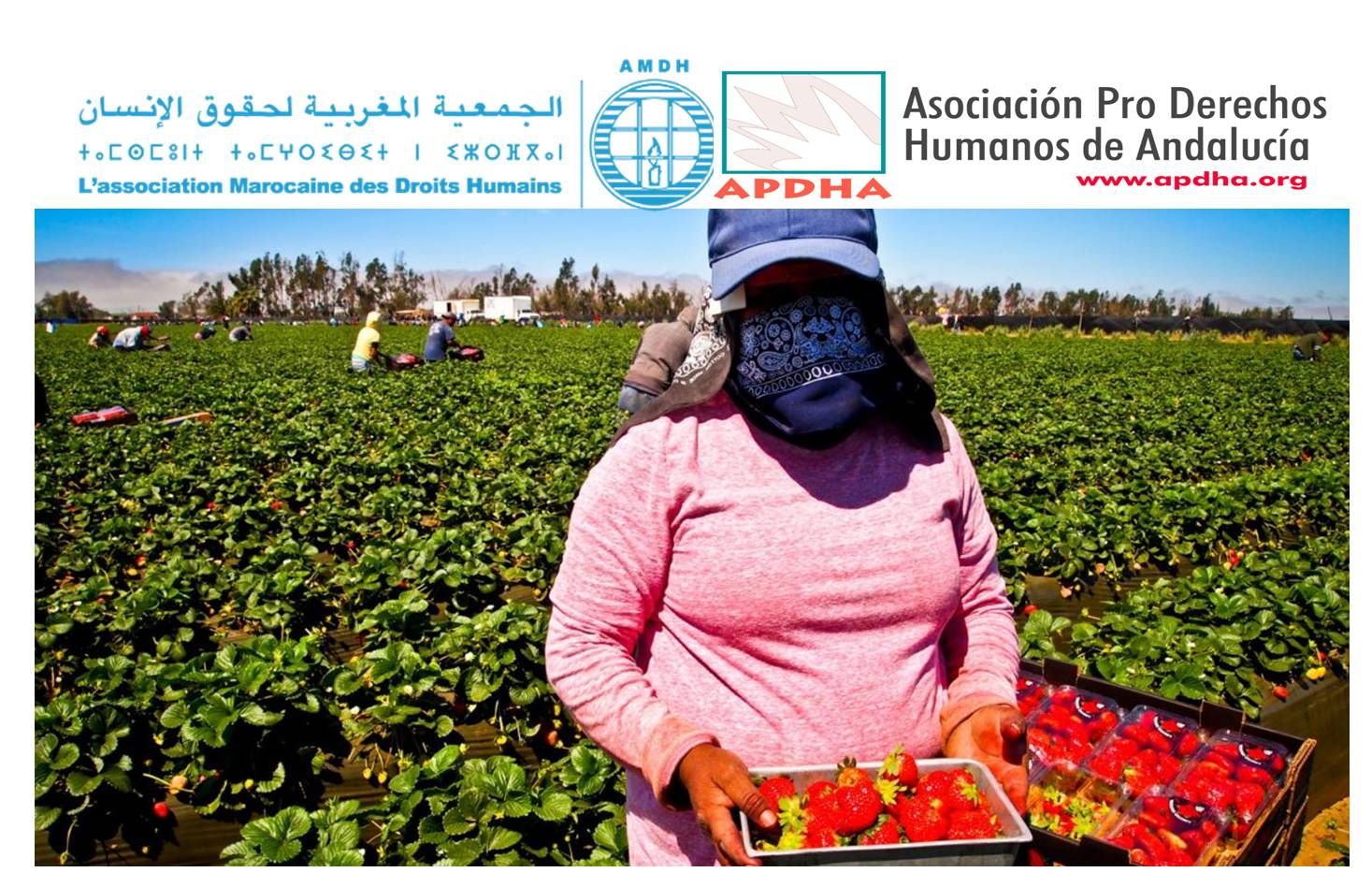 Carta abierta sobre la situación de los trabajadores agrícolas temporales en los campos españoles.